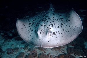 Maldives 2021  - Raie pastenague noire - Blackblotched stingray - Taeniurops meyeni - DSC00627_rc